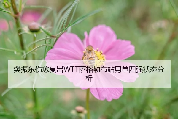 樊振东伤愈复出WTT萨格勒布站男单四强状态分析